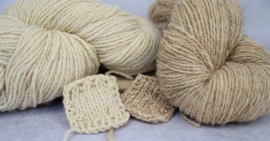 2 Stränge Schurwollgarn von deutschen Schafen. Links ein wollweißer Strang vom Texelschaf, rechts ein bräunlicher Strang vom Coburger Fuchsschaf. Davor liegen zwei kleine, quadratische Strickproben der Garne.