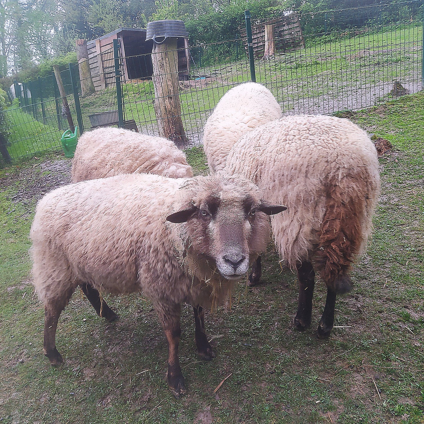 Vlies Schafwolle Coburger Fuchs/Merino