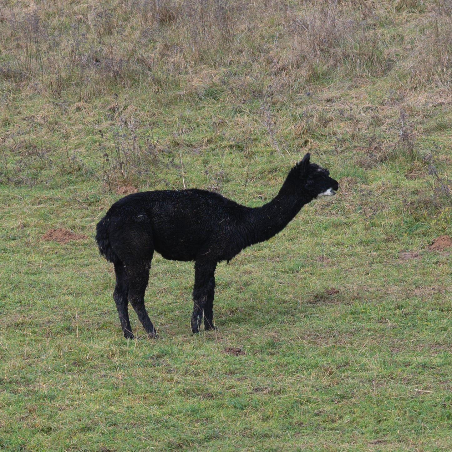Kardenband Alpakawolle Schwarz