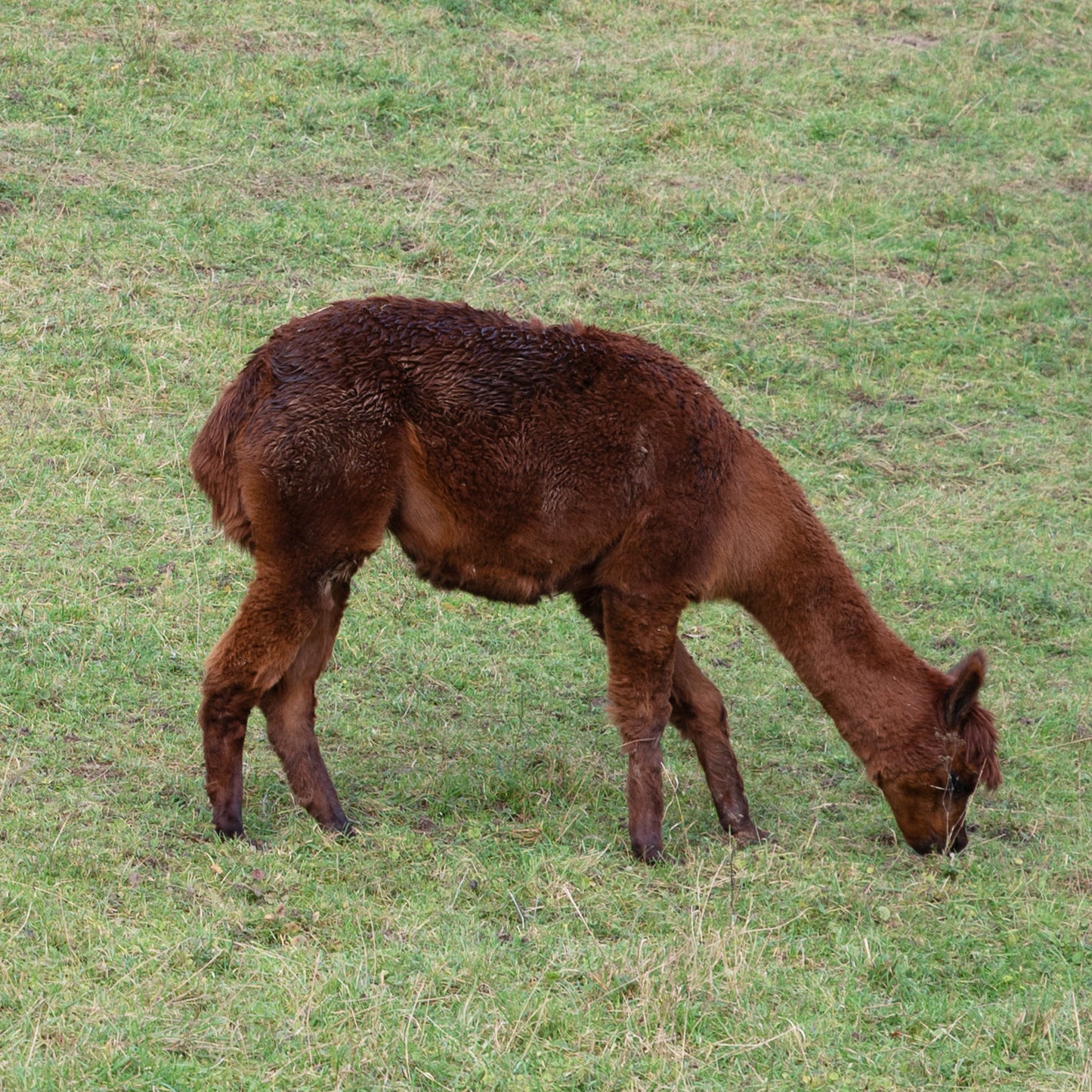 Alpakawolle Mittelbraun