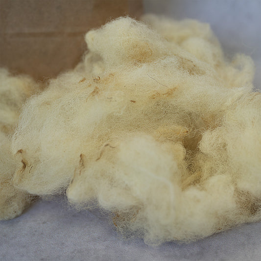 Rohwolle vom Texelschaf