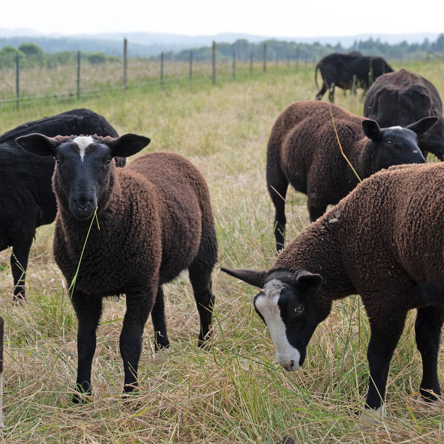 Kardenband Schafwolle Zwartbles