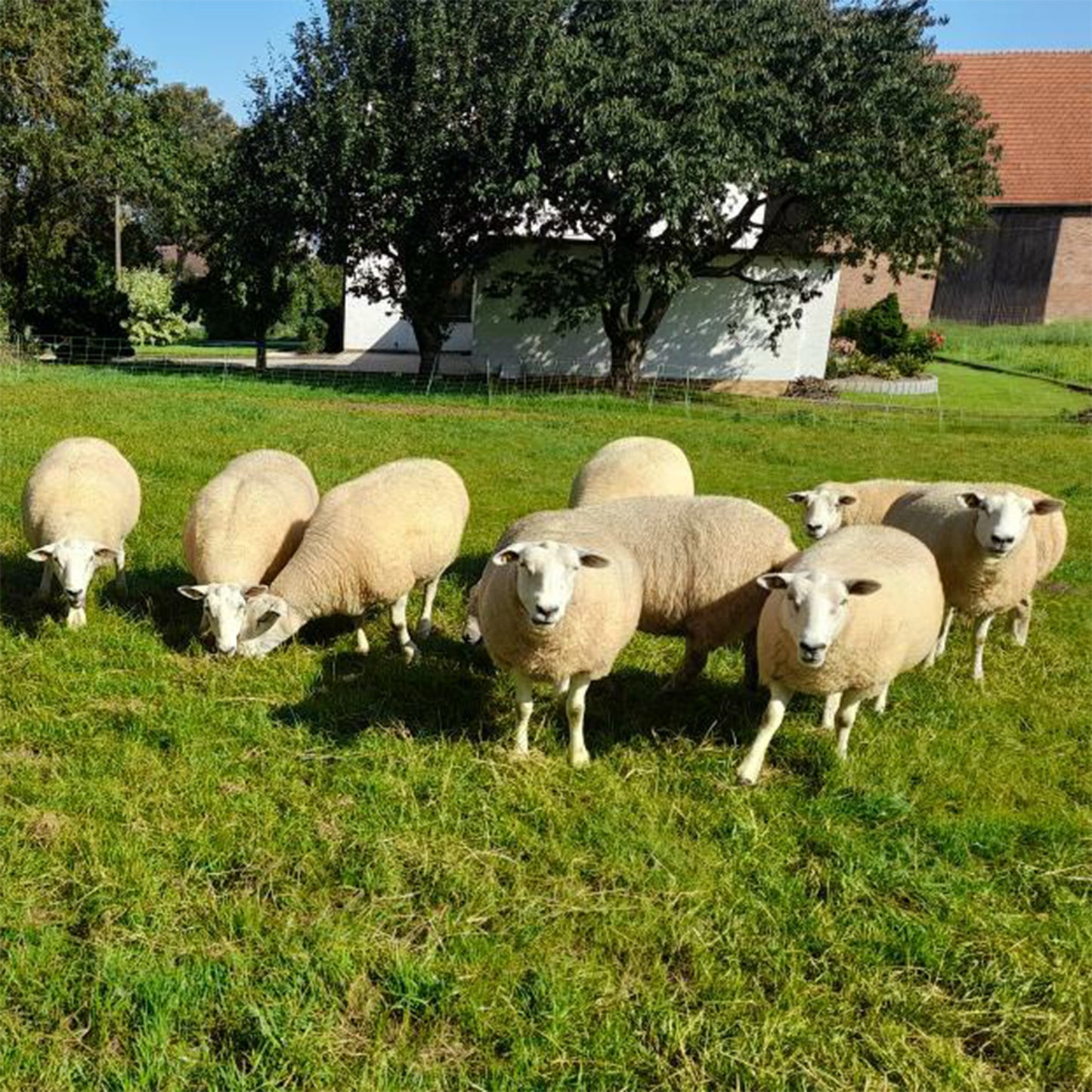 Rohwolle vom Texelschaf