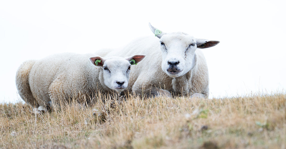 Texelschaf mit Lamm auf einem Deich der niederländischen Insel Texel