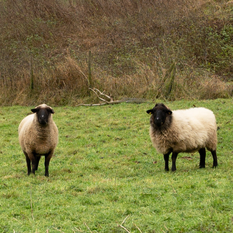 Handgesponnene Schafwolle - Singlegarn vom Suffolkschaf