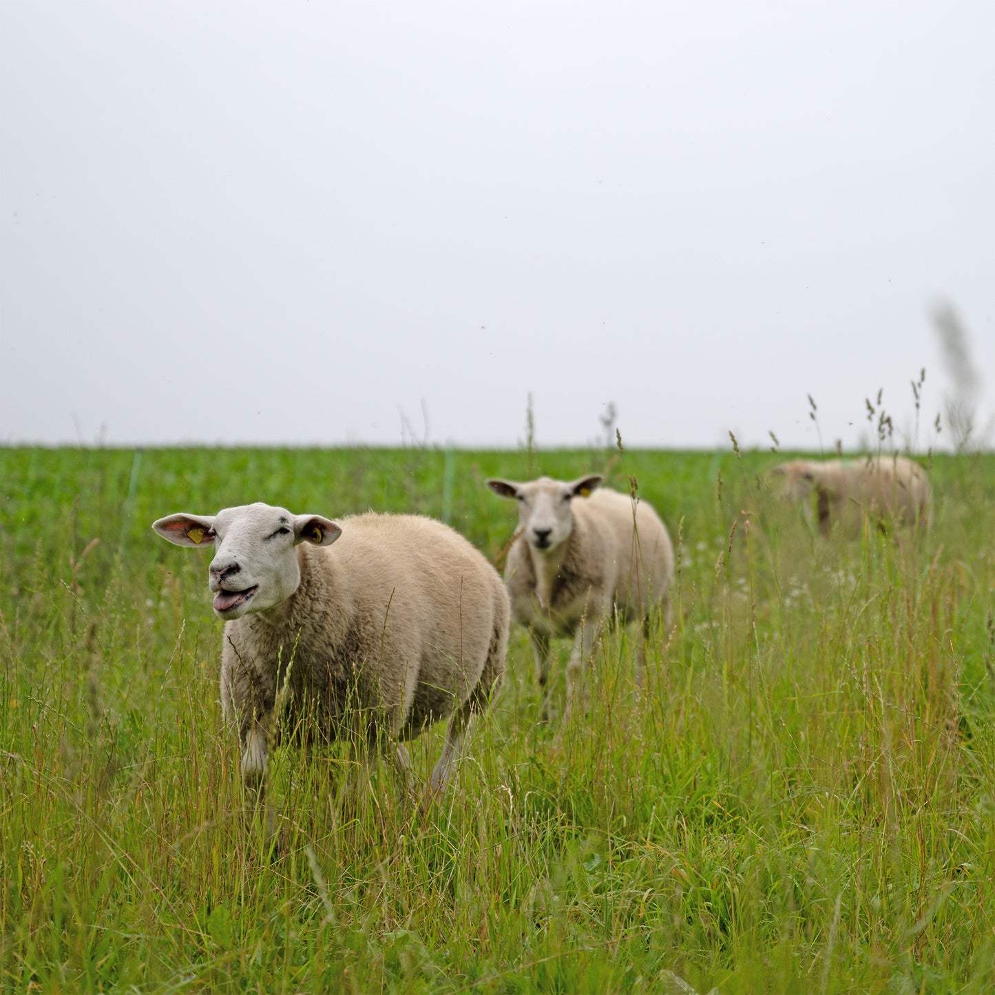 Schurwollgarn Texelschaf