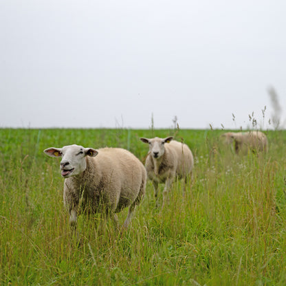Schurwollgarn Texelschaf