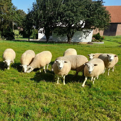 Rohwolle vom Texelschaf